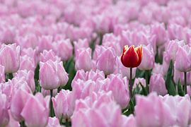 Red yellow tulip between pink purple tulips by W J Kok