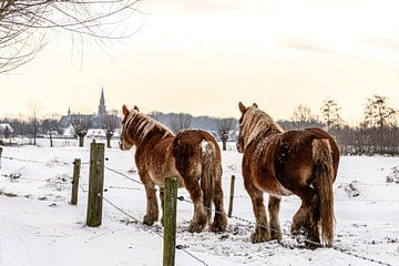 Paarden van Anja Jansen