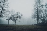 Eerie Forest