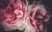 Duett der Rosen