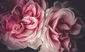 Duet van rozen van Irina Dotter