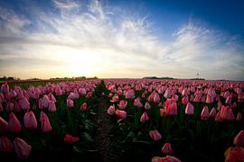 Roze Tulpen von Ronald Bruijniks