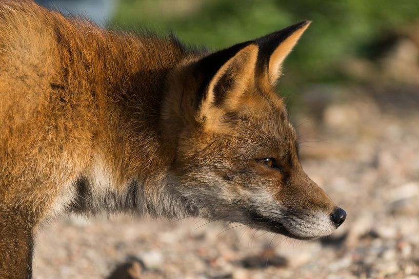 Vos / Fox von A. Oskam