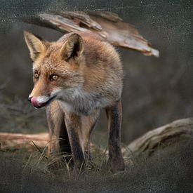 Likkebarende vos van Carla van Zomeren