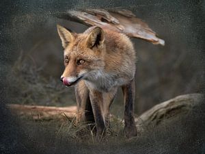 Fuchs lecken von Carla van Zomeren