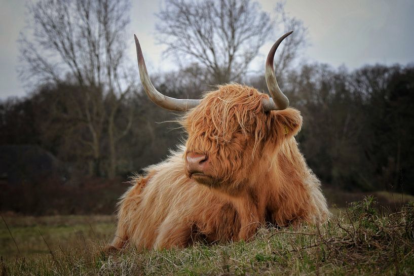schotse hooglander van nataschja van der Woude-de Jong