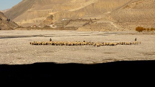 'Schaapskudde', Jomsom- Nepal