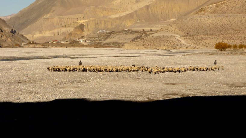 'Schaapskudde', Jomsom- Nepal von Martine Joanne