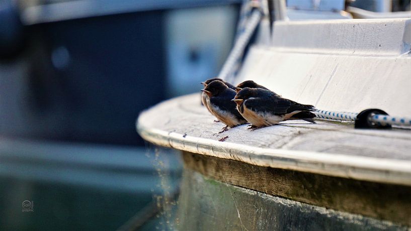 Zwaluw vogeltjes die op een lijn zitten in de haven. van Sailographic Paula