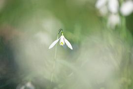 Schneeglöckchen von Kim Meijer