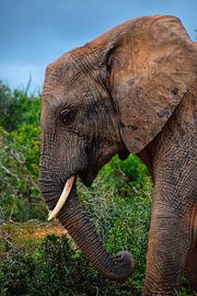 Elephant by Maaike Hartgers