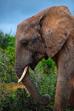 Elefant von Maaike Hartgers