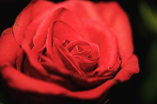 Close-up van een rode roos