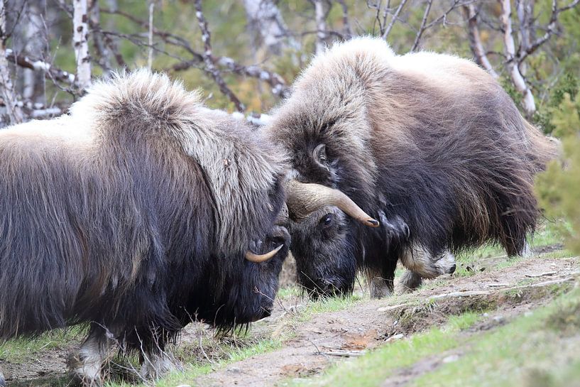 Musk Ox Dovrefjell, Norway by Frank Fichtmüller