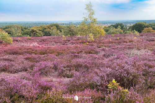 Bloeiende heide op de Holterberg