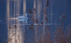 Höckerschwan von Ruud Lobbes