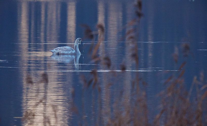 Mute swan by Ruud Lobbes