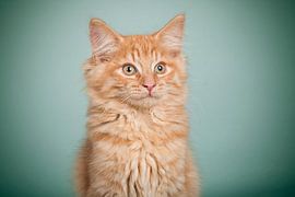Maine Coon kitten by Lotte van Alderen