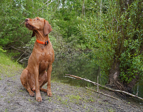 Op het bospad met een bruine Magyar Vizsla draadhaar.