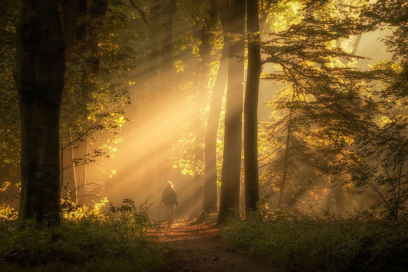 The magic of sunbeams by Moetwil en van Dijk - Fotografie