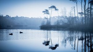 Enten im Teich