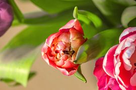 TULIPS PLAY OF COLOURS by Photoart-Naegele