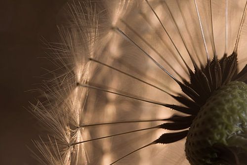 Pluisjes van een paardenbloem in het warme licht