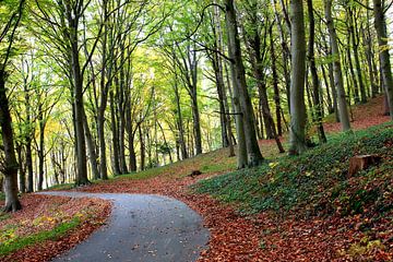 Herbstwald auf Rügen von Ostsee Bilder