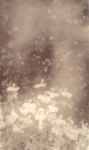 Verlichte bloemen