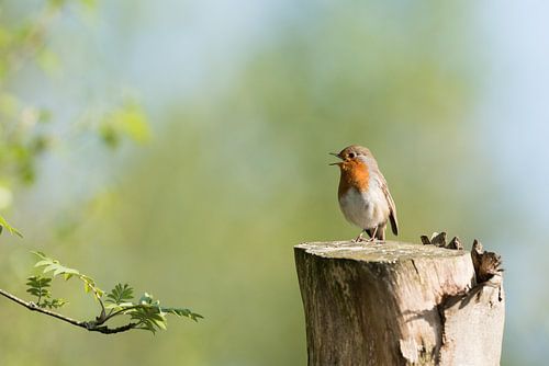 Roodborstje van Mark Bonsink