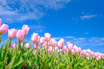 Des tulipes fleurissent dans un champ par une belle journée de printemps. sur Sjoerd van der Wal Photographie