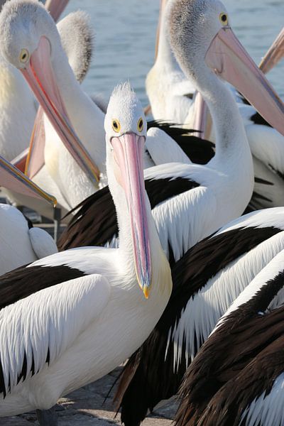 Pelikan par Annette Gasch