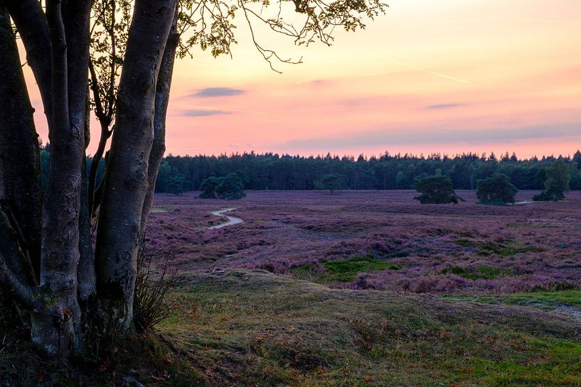 Bloeiende Heide in een heidelandschap landschap tijdens zonsondergang van Sjoerd van der Wal