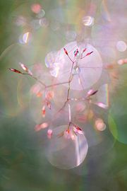 Tanzende Gräser im Morgentau von Daniela Beyer