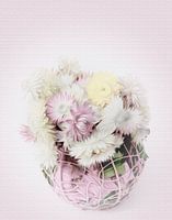 Strohblumen
