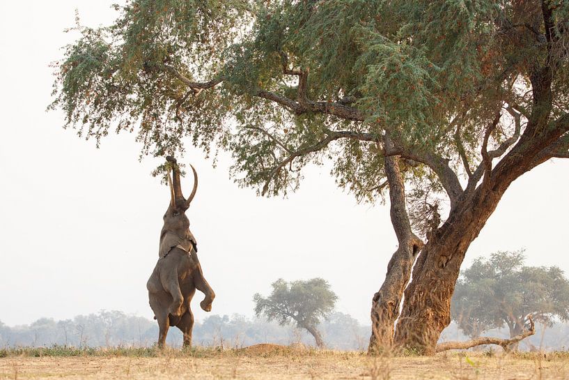 Eléphant sur ses pattes arrière sur Anja Brouwer Fotografie