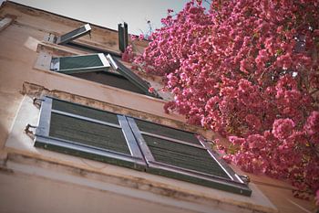 Mur de maison avec Bougainvillea