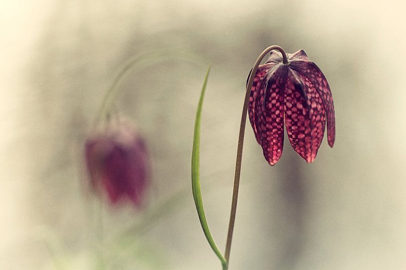 Kievietsbloem von Esther Bakker-van Aalderen