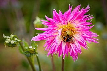 Dahlia avec abeille sur Rob Boon