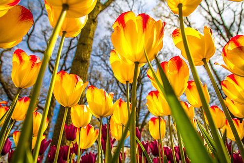 Fleurige gele tulpen