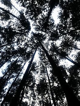 Silhouetted Trees in the Pine Forest