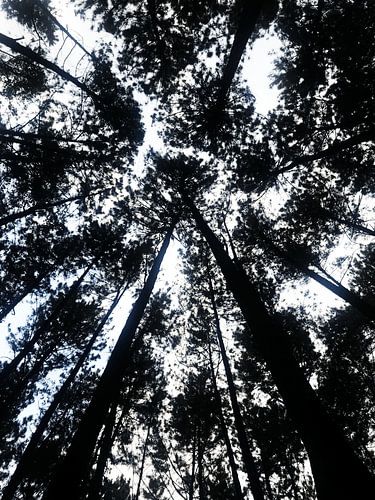 Silhouetted Trees in the Pine Forest by neonartroom
