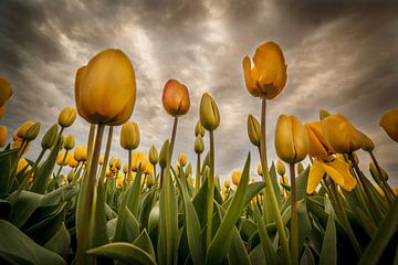 Tulpen - Geel von Edwin van Wijk