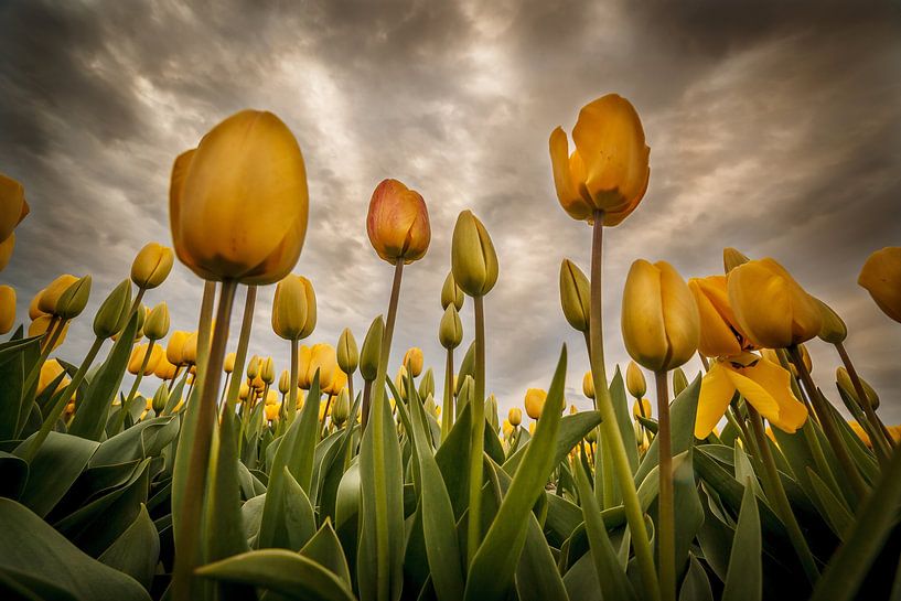 Tulpen - Geel van Edwin van Wijk