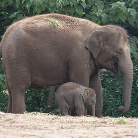 olifant met baby olifant von Bri V beelen