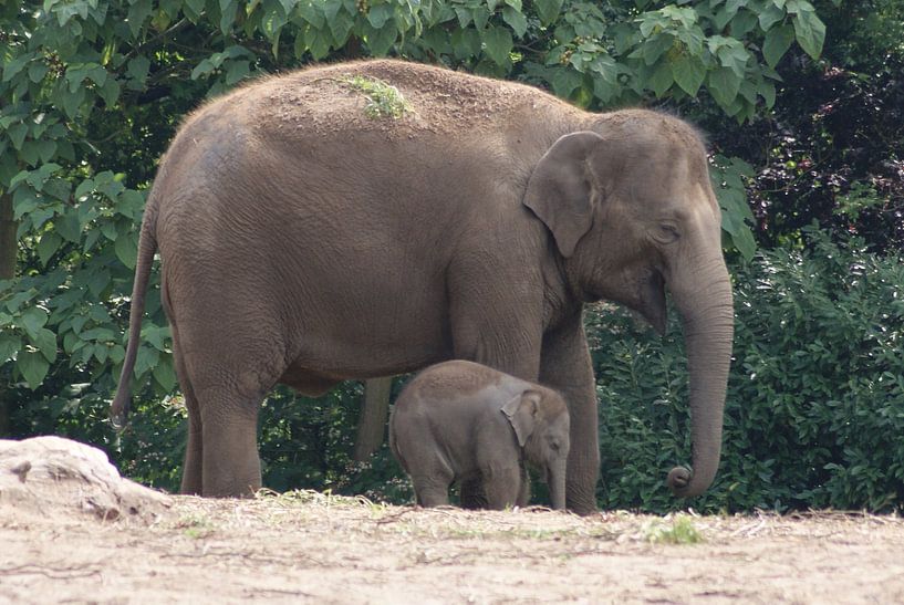 olifant met baby olifant by Bri V beelen