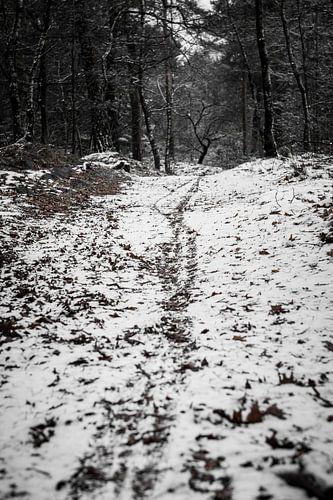 Fietspad in het bos