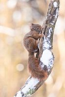 Niedliches Eichhörnchen auf verschneitem Ast