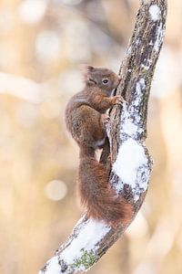 Schattig eekhoorntje op besneeuwde tak