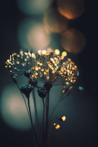 Glowing Dots